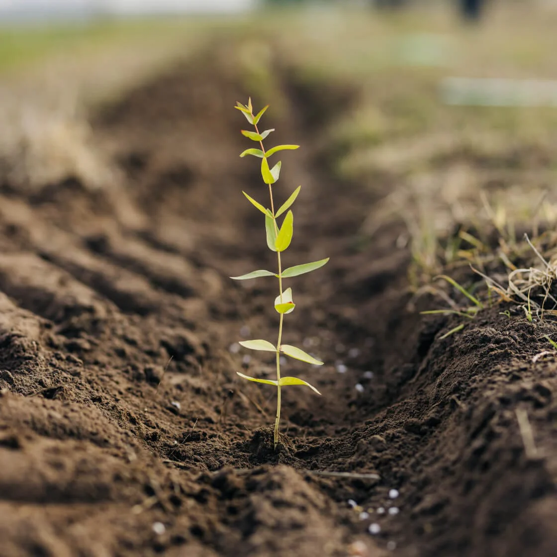 One Tree Planted Image 3
